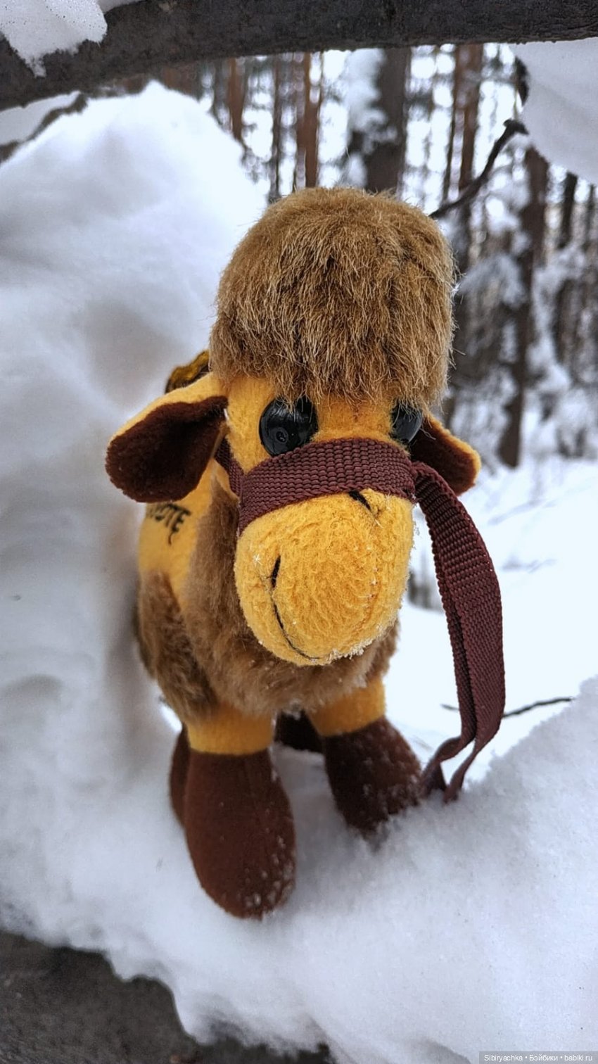 Воскресные приключения верблюжонка Тома (фото 2)