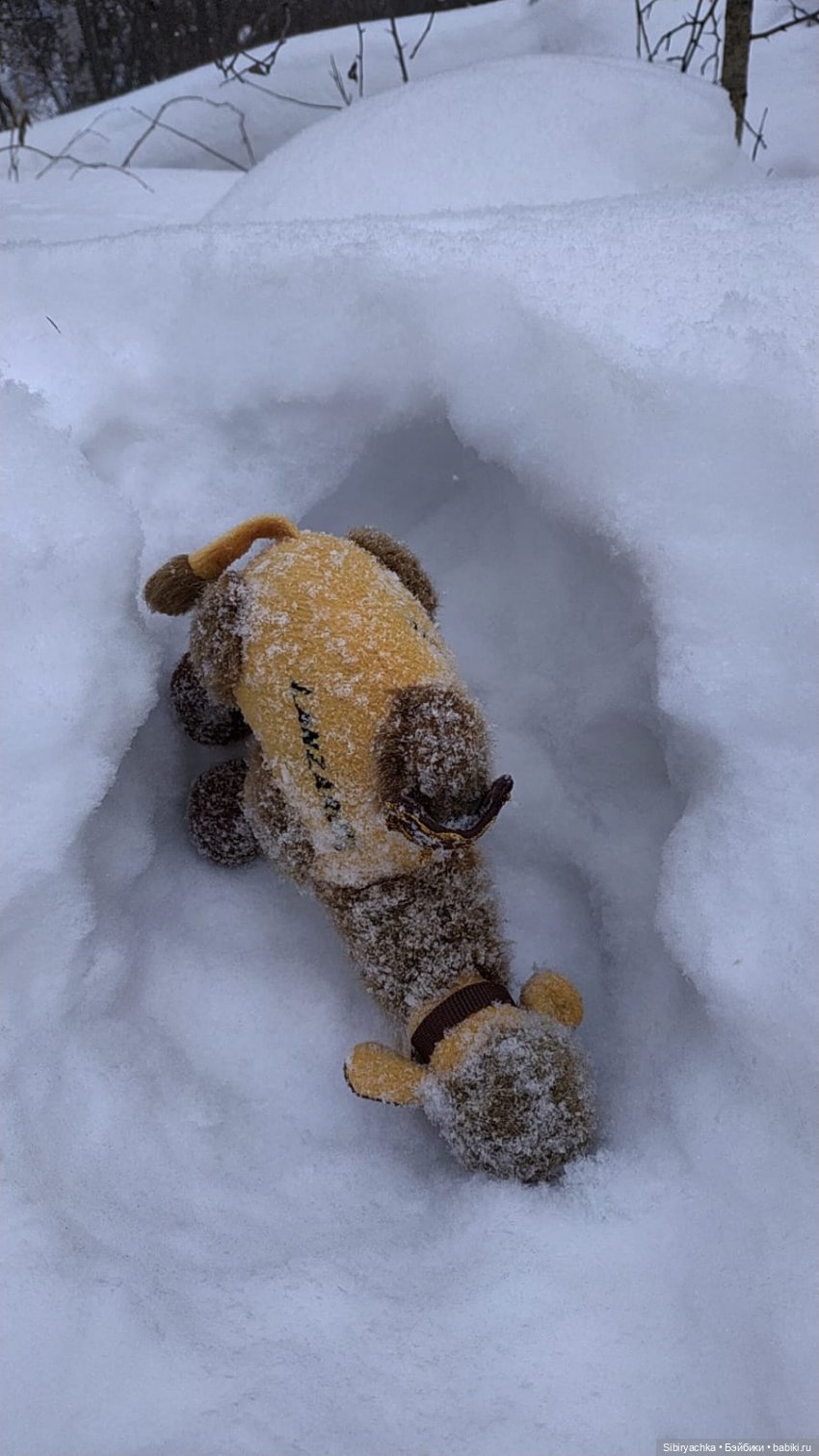 Воскресные приключения верблюжонка Тома