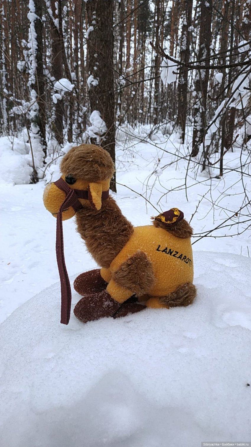 Воскресные приключения верблюжонка Тома