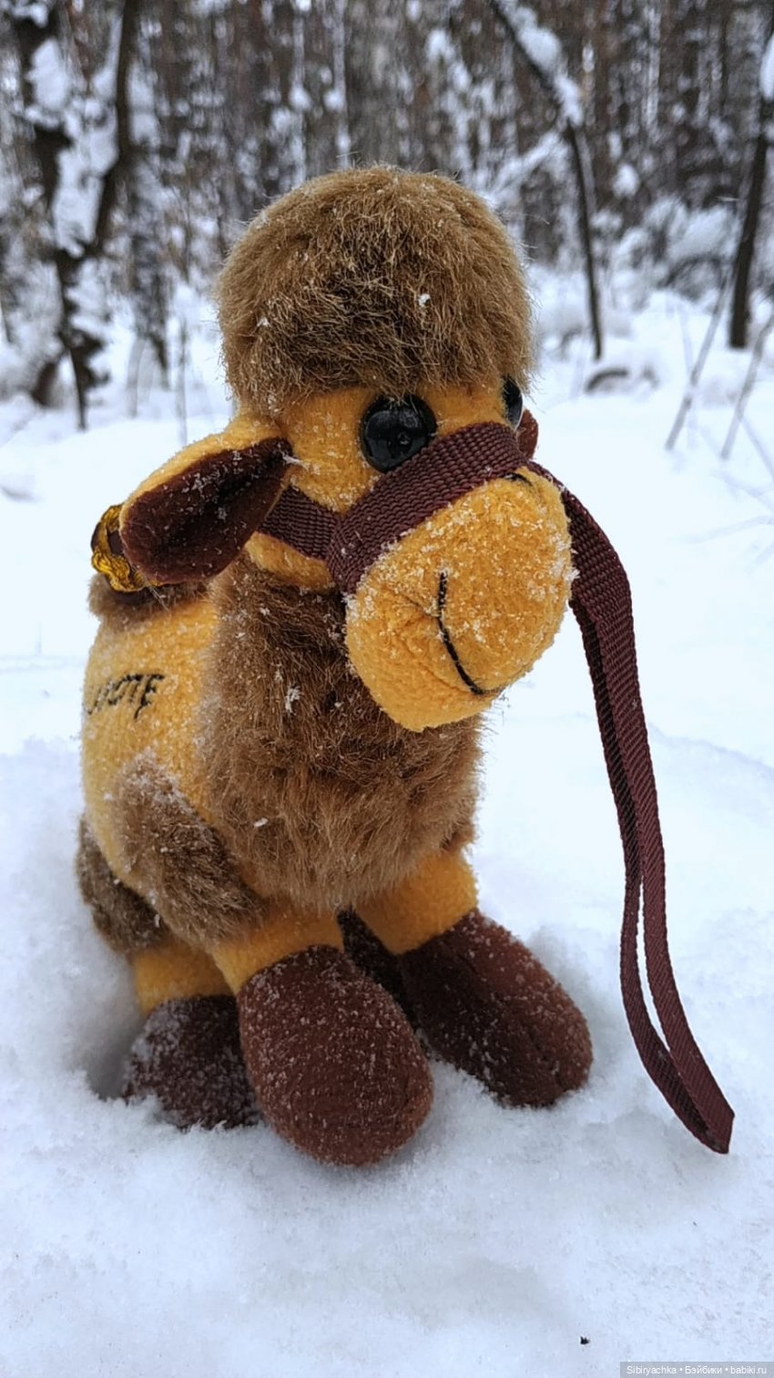 Воскресные приключения верблюжонка Тома (фото 7)