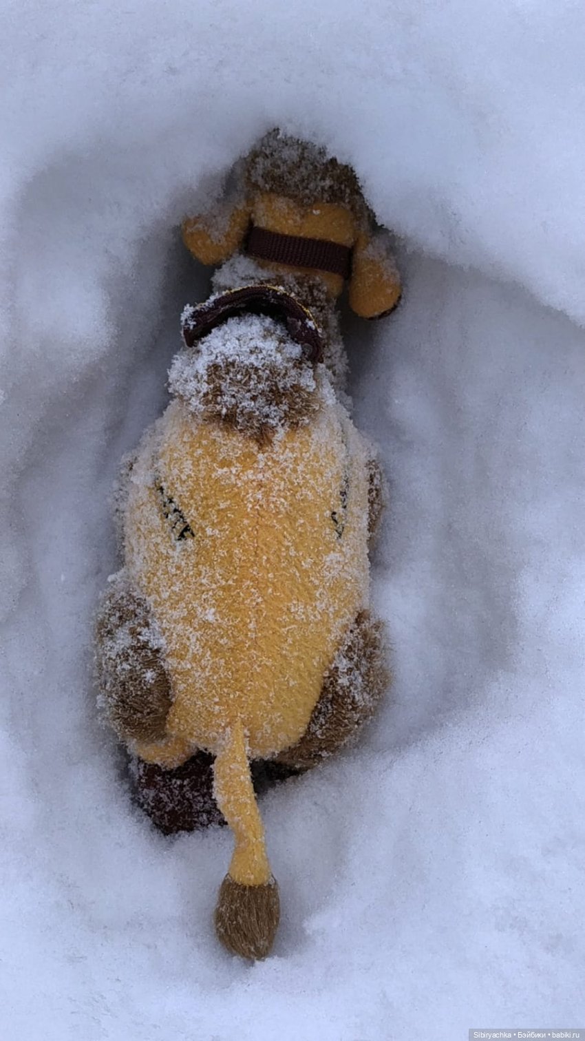 Воскресные приключения верблюжонка Тома