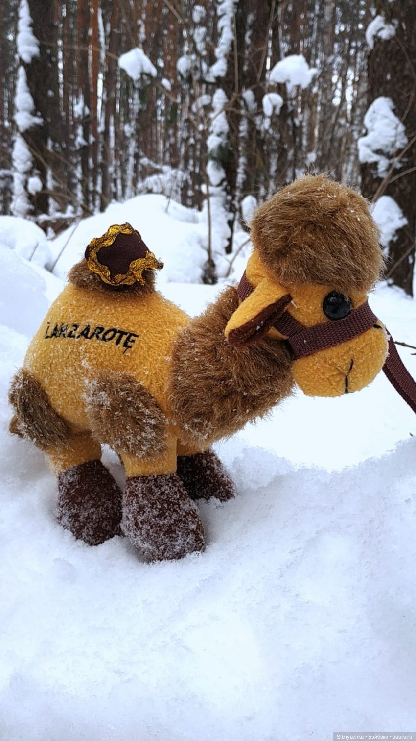 Воскресные приключения верблюжонка Тома
