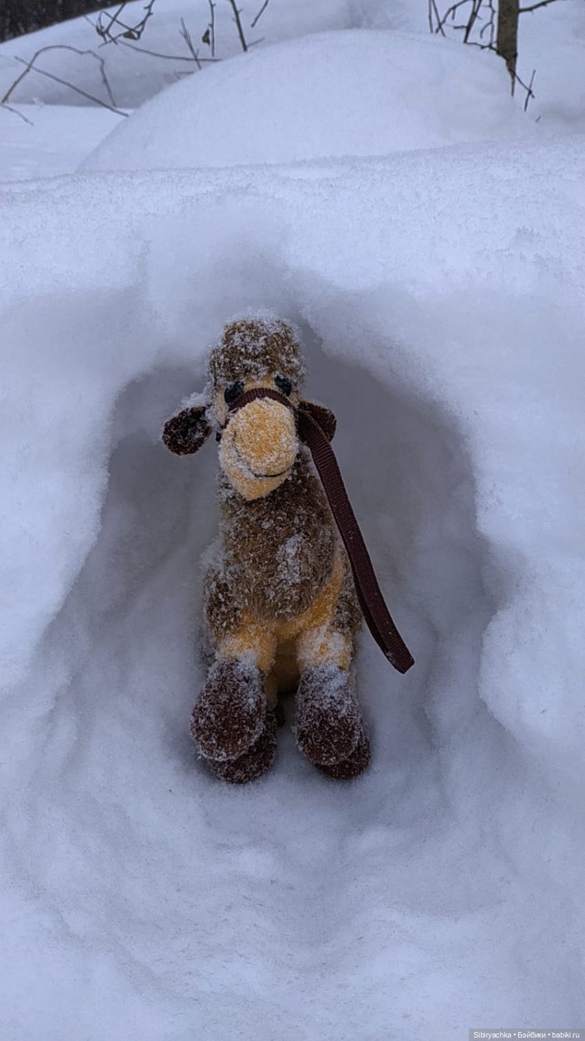 Воскресные приключения верблюжонка Тома