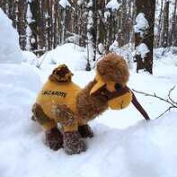 Воскресные приключения верблюжонка Тома.