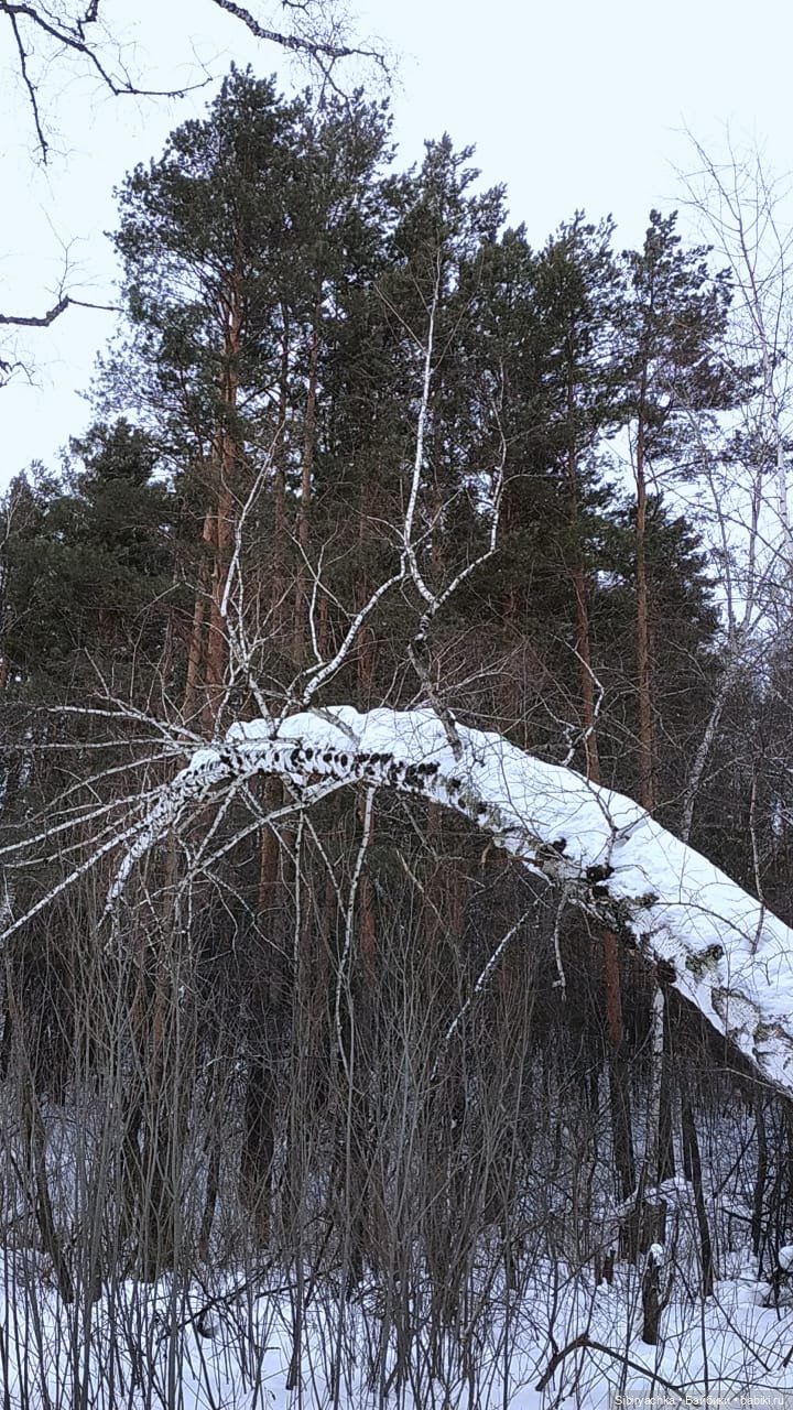 Первая лыжная прогулка Веты