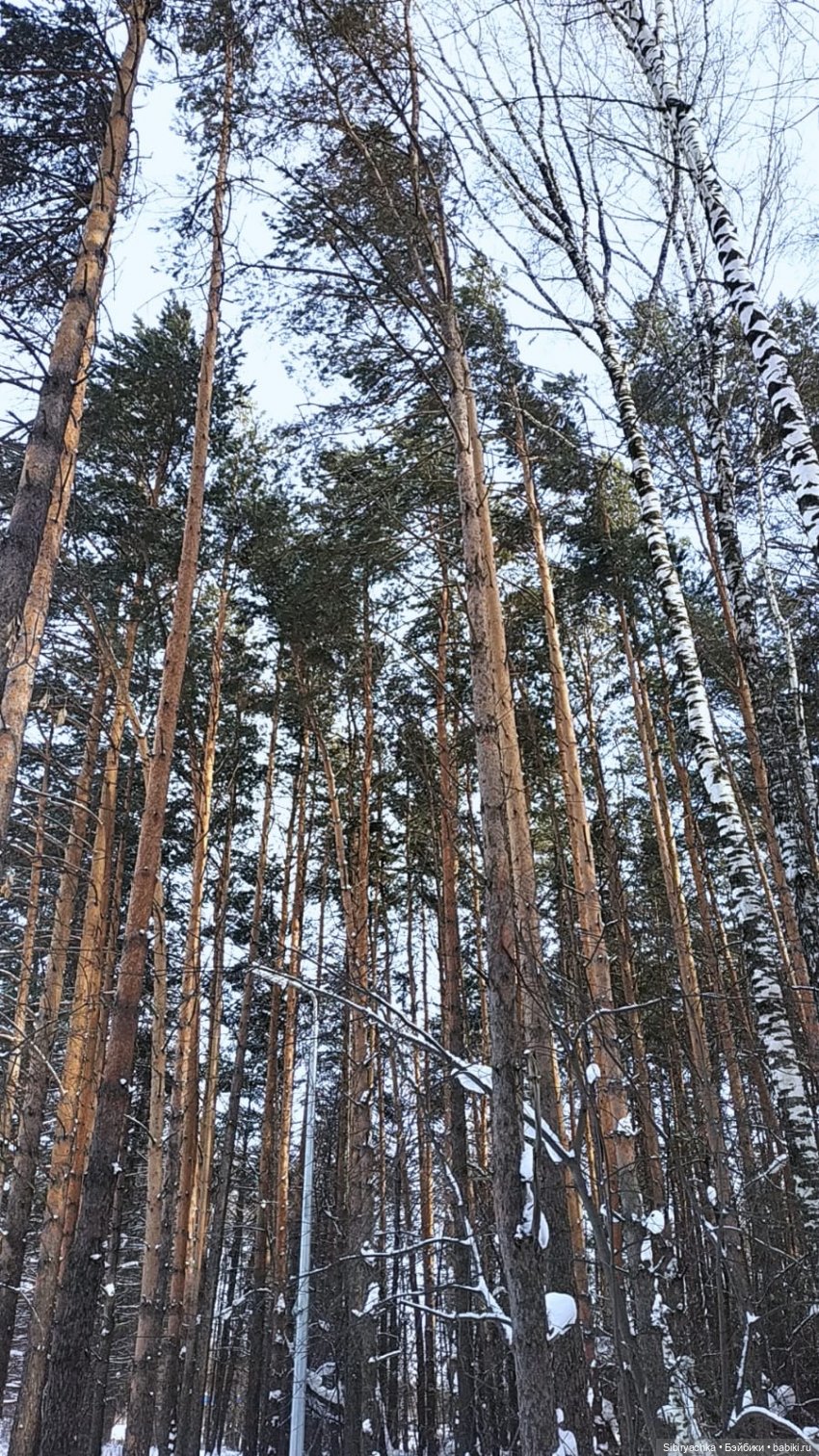 Первая лыжная прогулка Веты (фото 3)