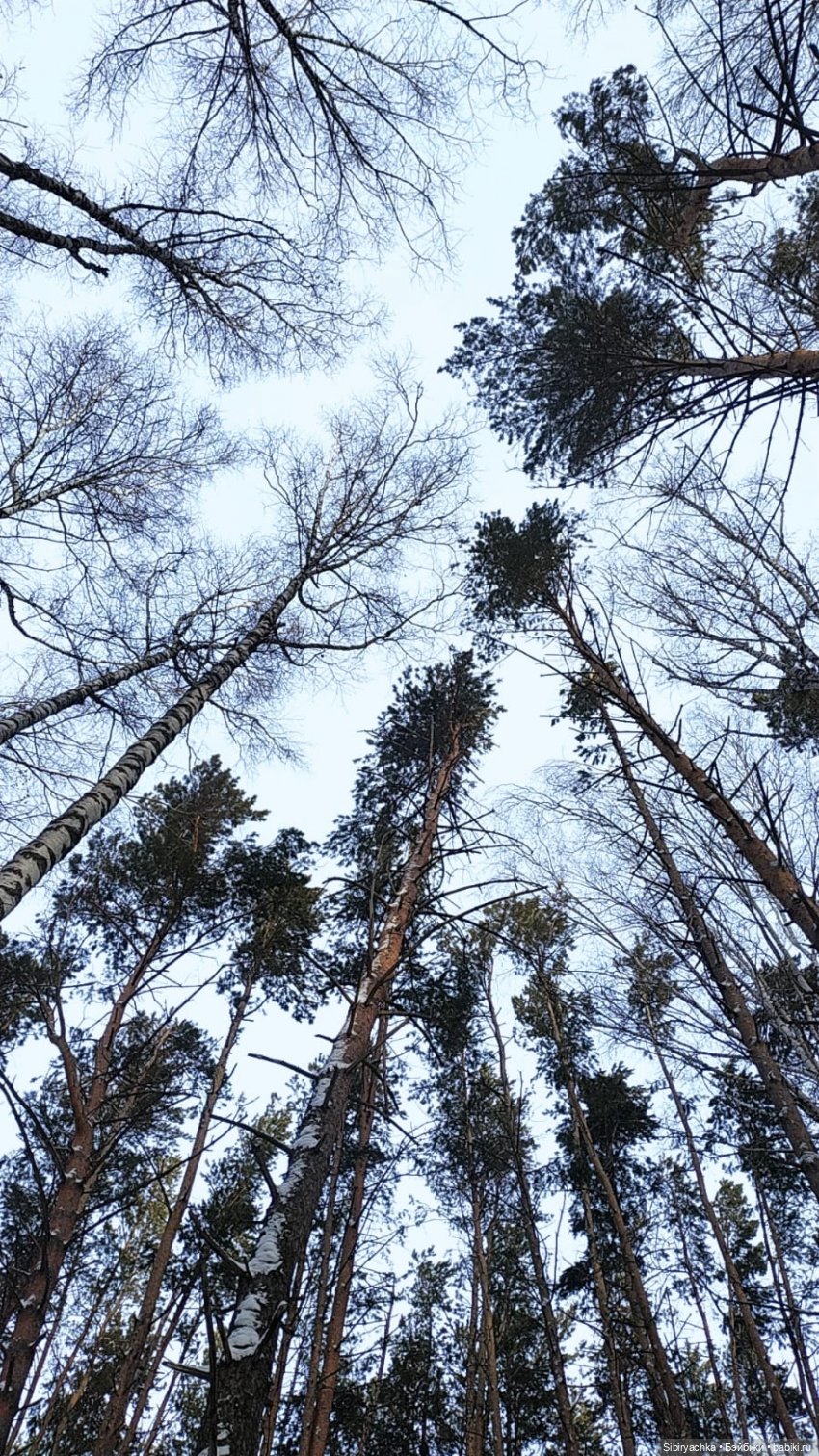 Первая лыжная прогулка Веты (фото 2)