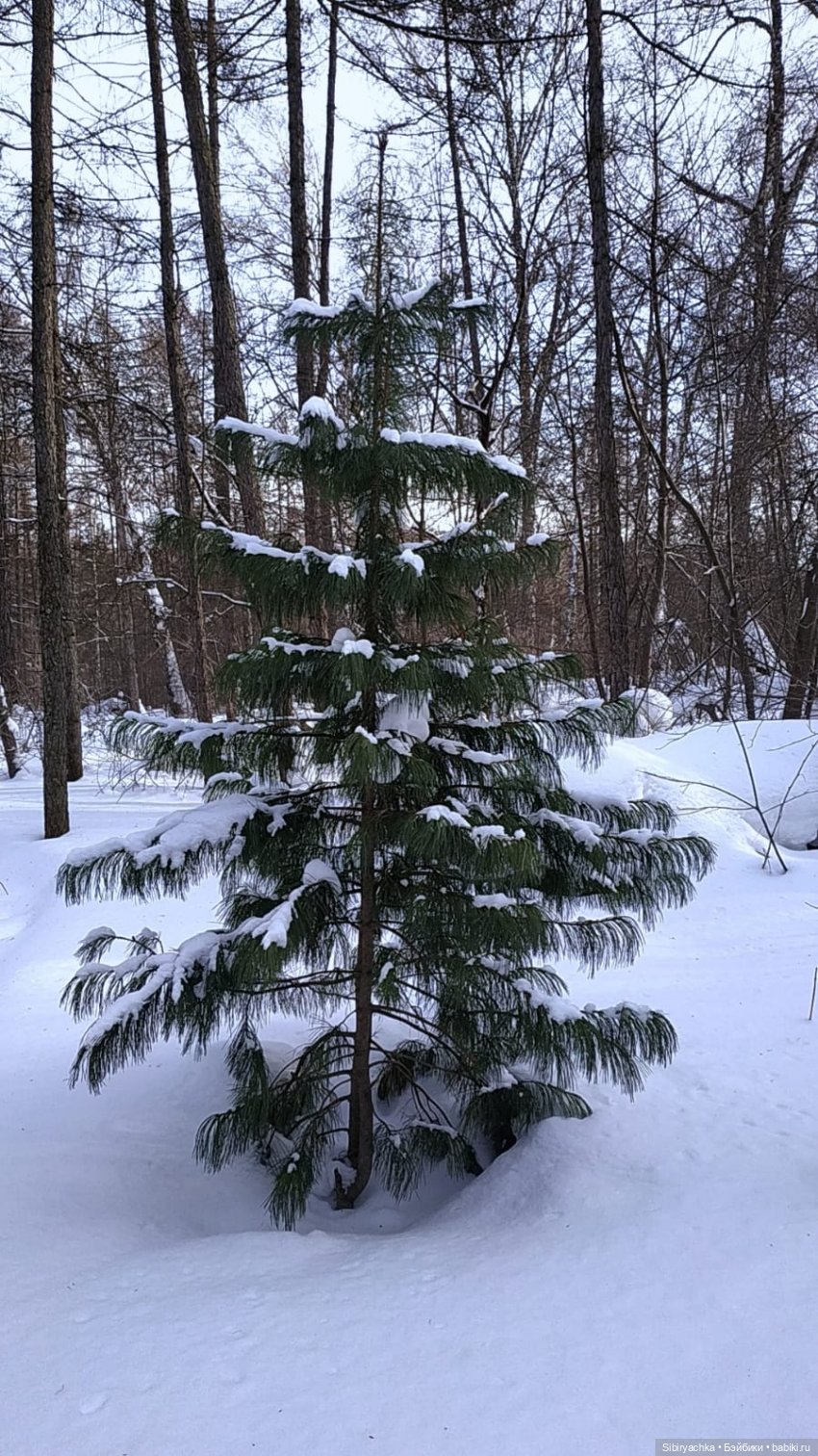 Первая лыжная прогулка Веты (фото 6)