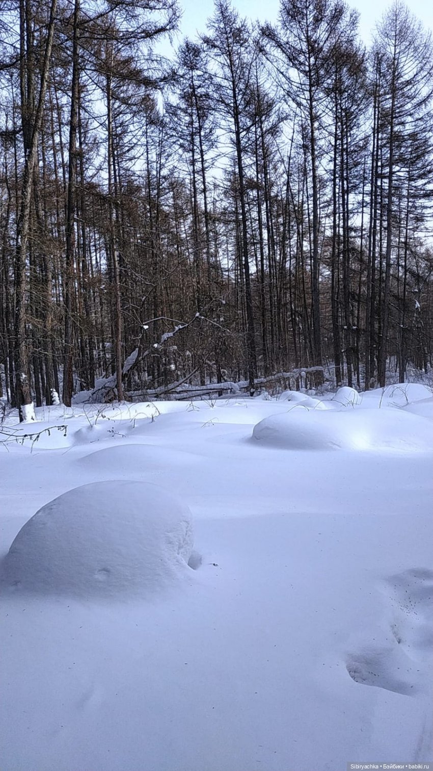 Первая лыжная прогулка Веты (фото 4)
