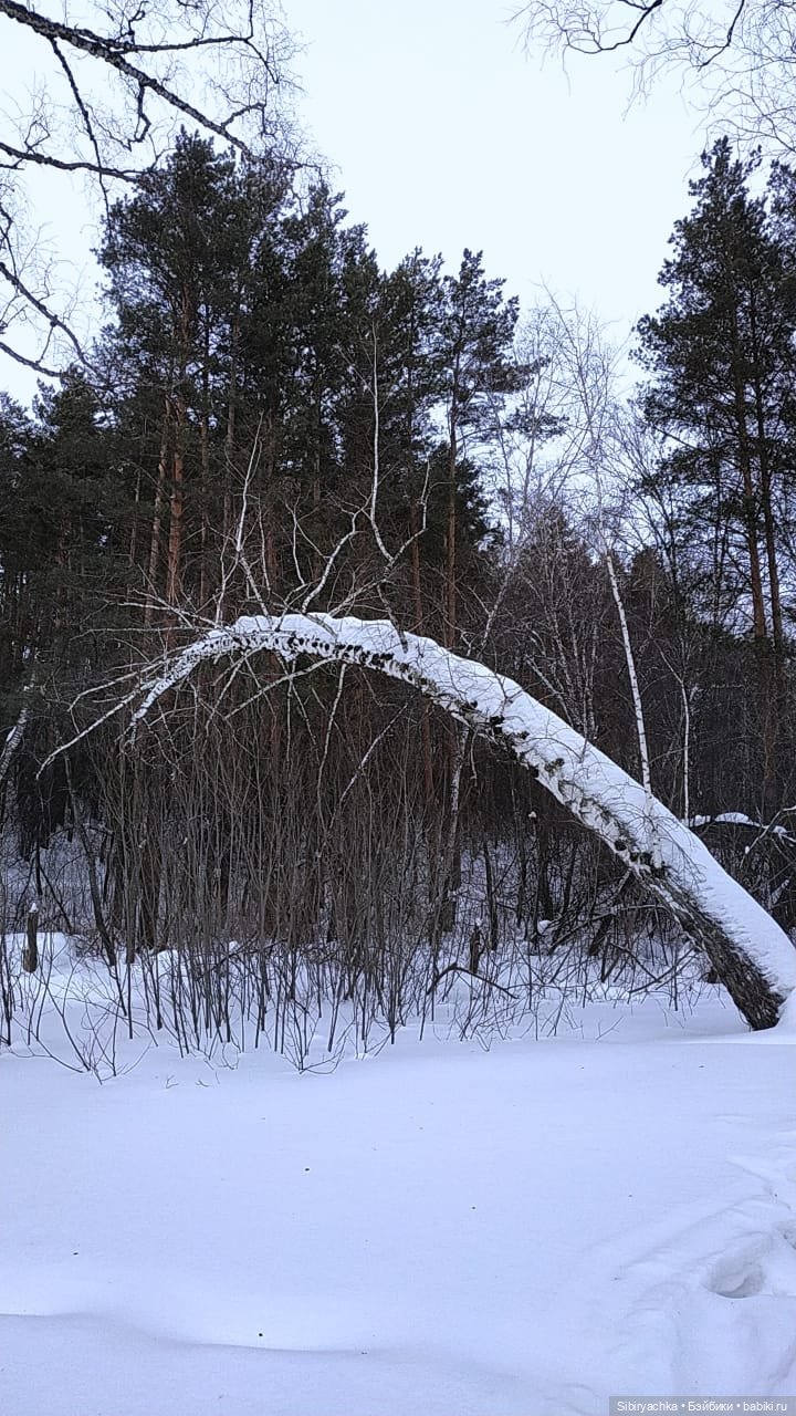 Первая лыжная прогулка Веты