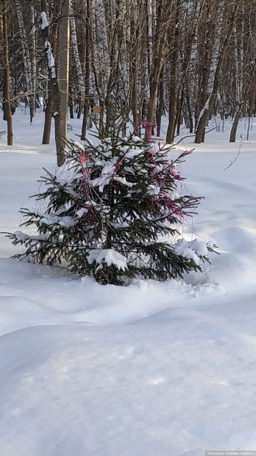 Лыжная прогулка Юляшки и Тома (фото 5)