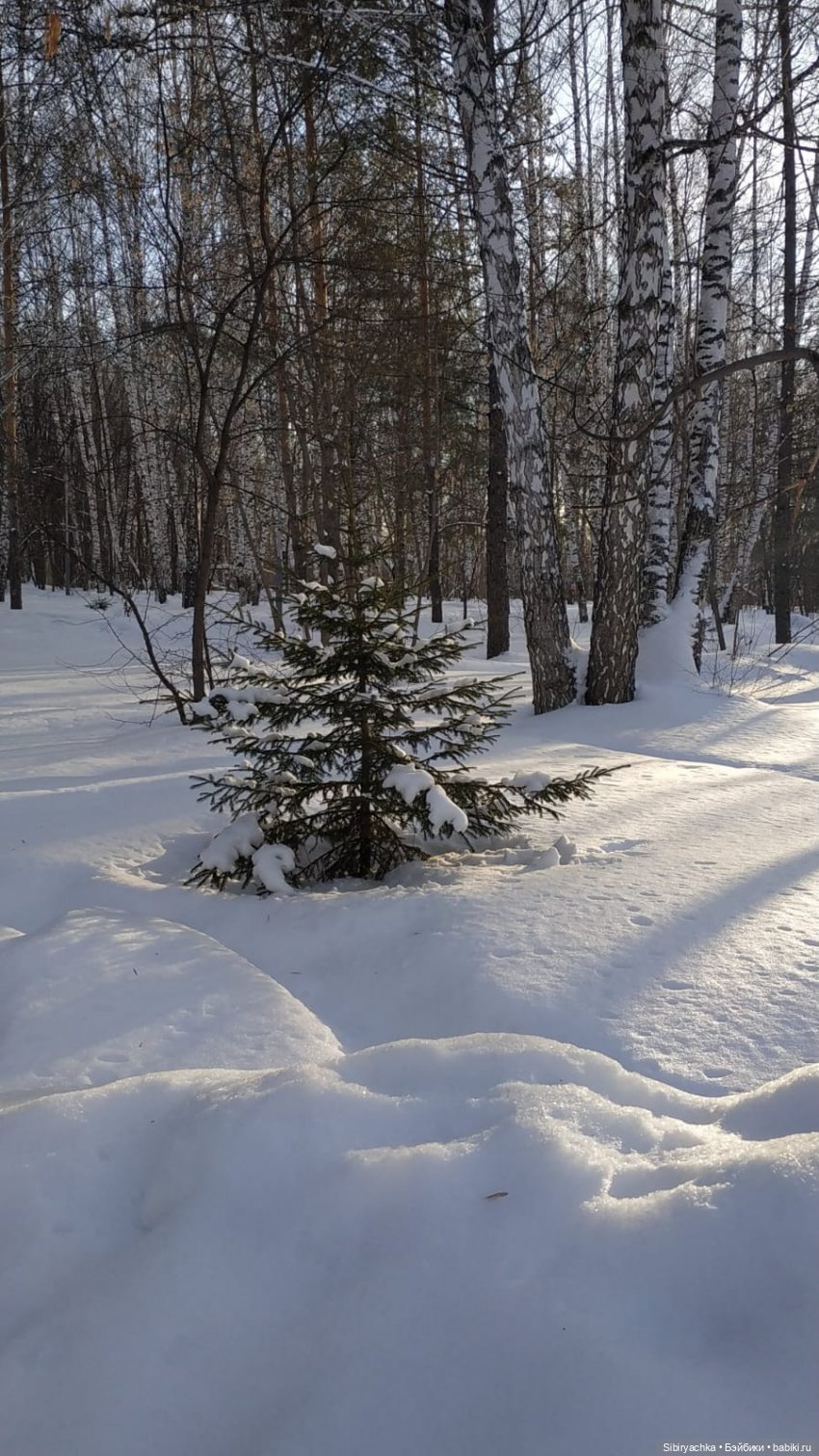 Лыжная прогулка Юляшки и Тома (фото 3)
