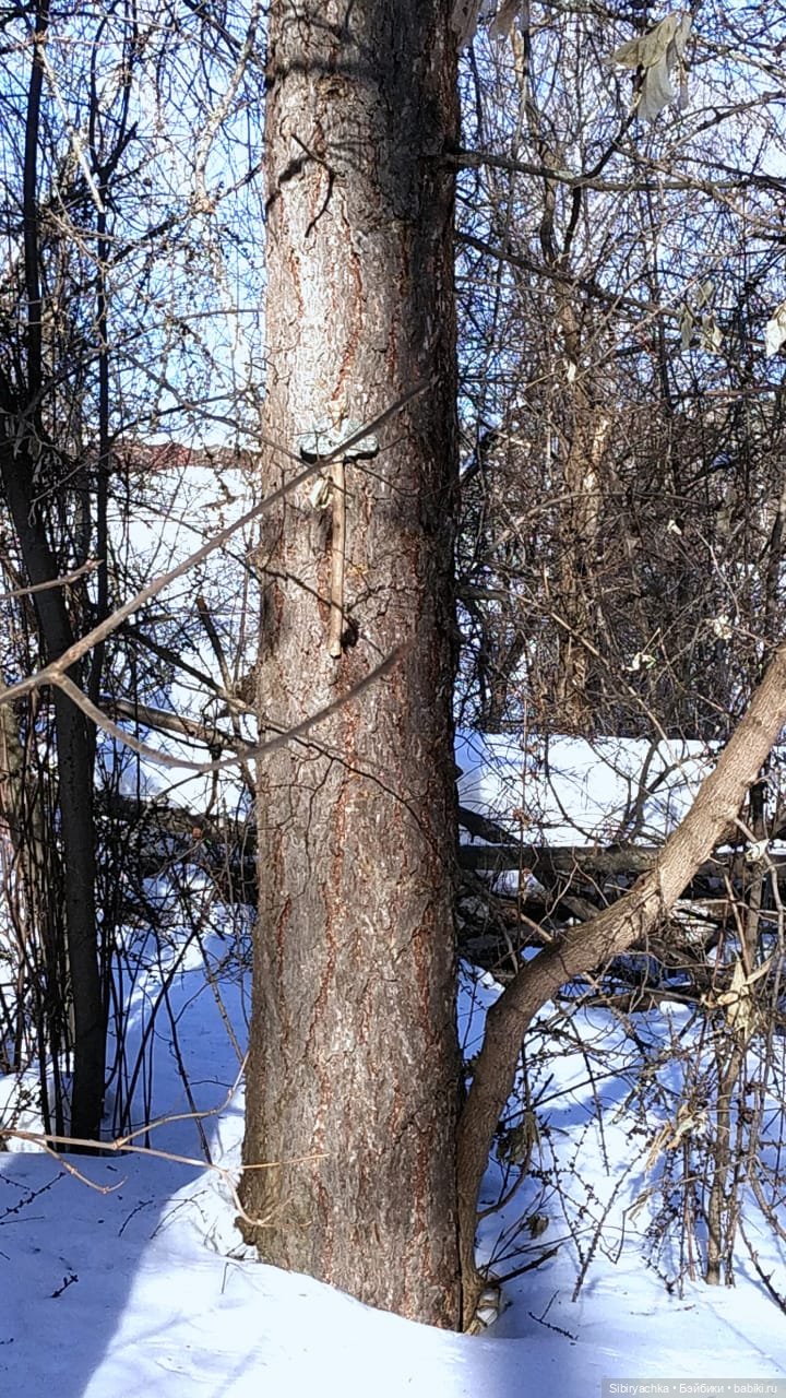 Юляшка, Вета и Том гуляют в лесу. Часть II