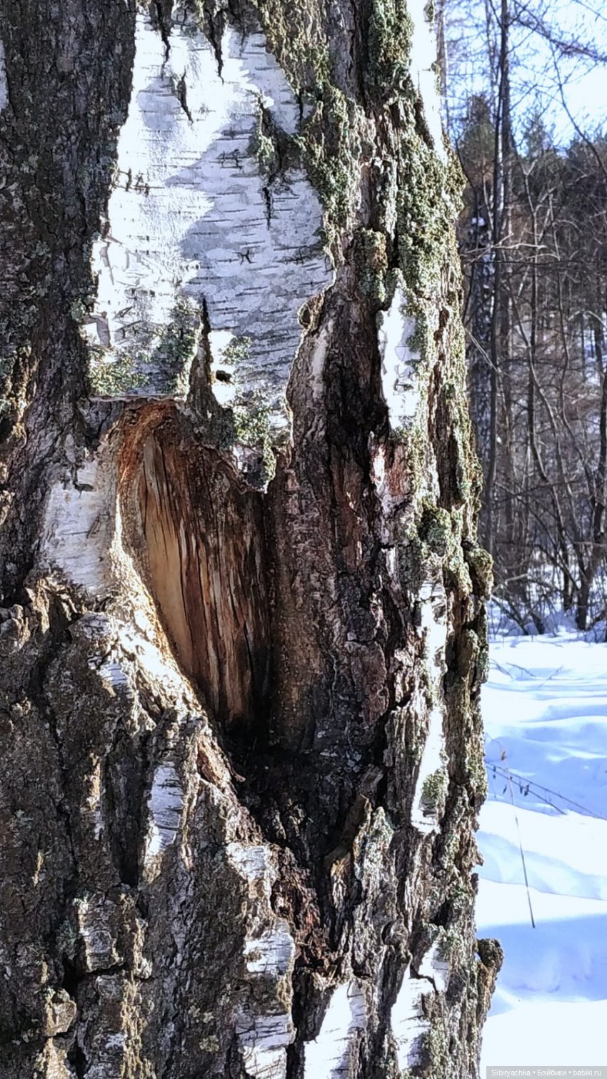 Юляшка, Вета и Том гуляют в лесу. Часть II