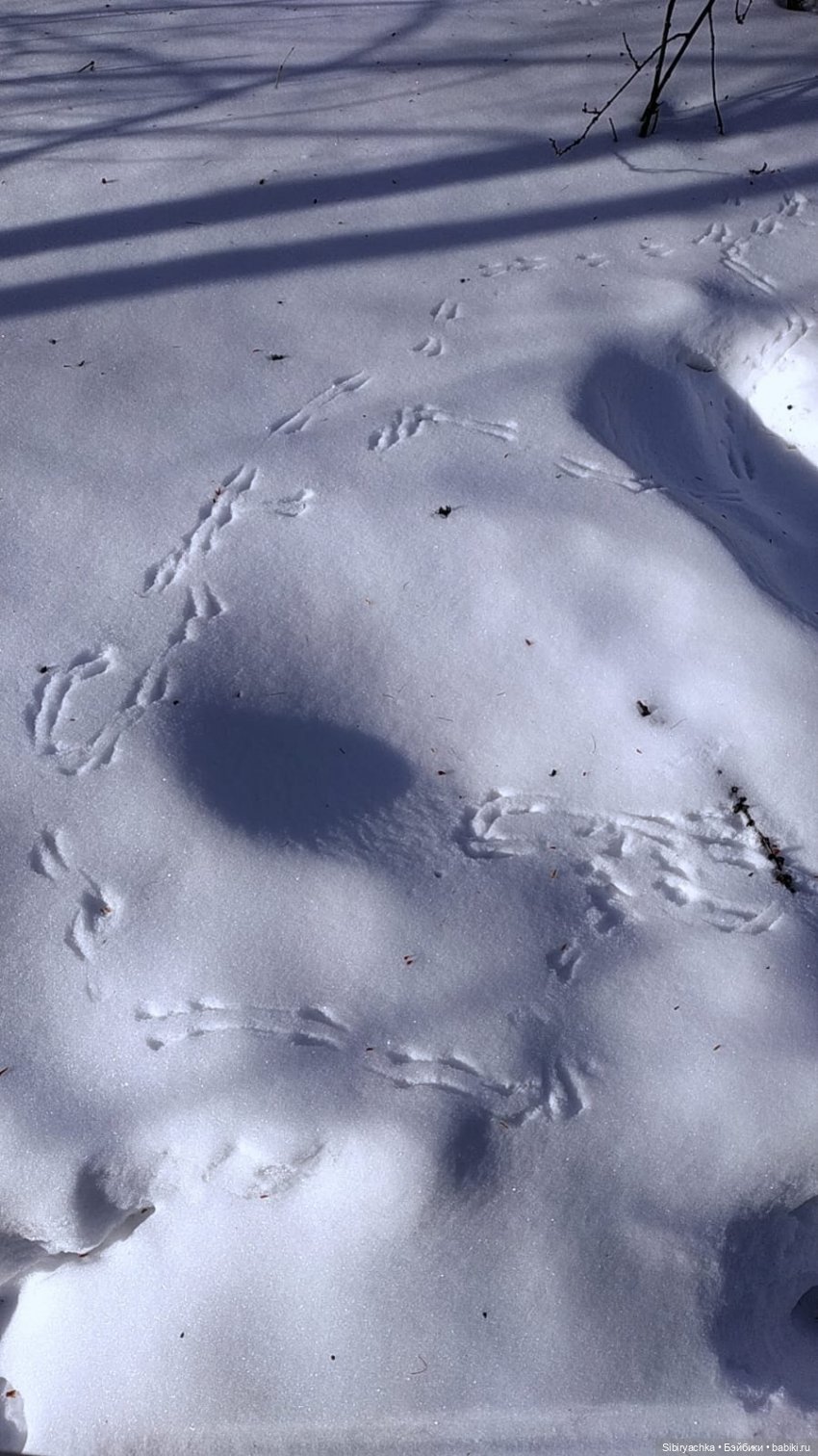Юляшка, Вета и Том гуляют в лесу. Часть I (фото 4)