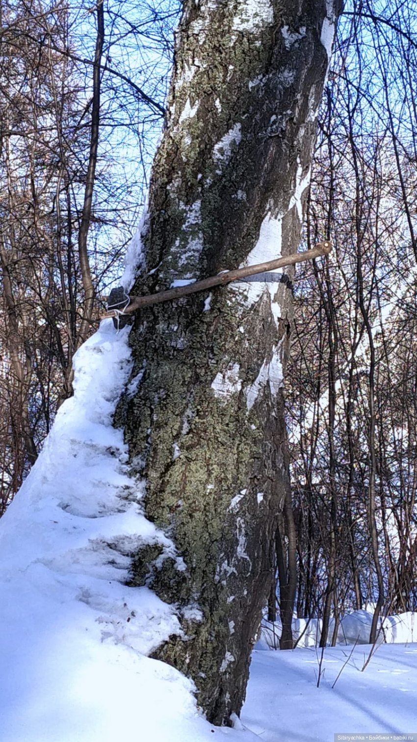 Юляшка, Вета и Том гуляют в лесу. Часть II