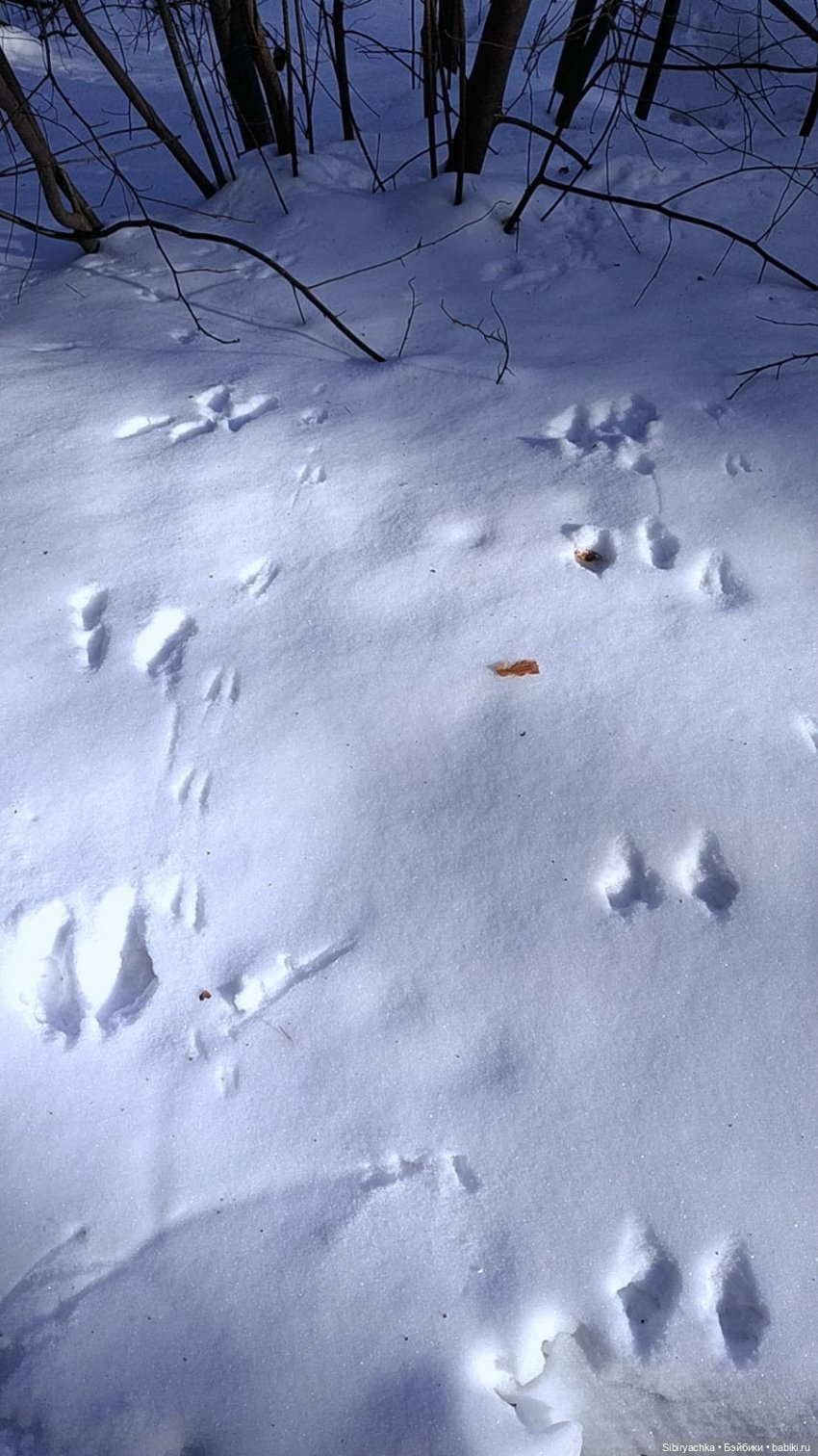 Юляшка, Вета и Том гуляют в лесу. Часть I (фото 3)