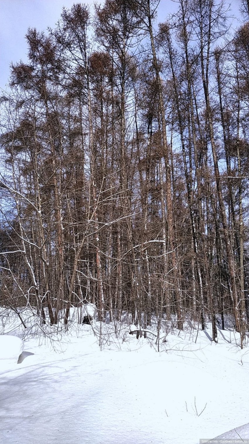 Юляшка и кот Сеня гуляют в лесу (фото 7)