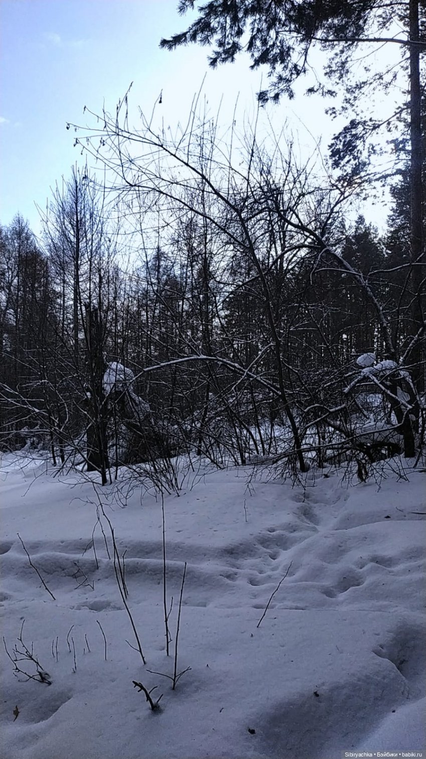 Юляшка и кот Сеня гуляют в лесу (фото 5)