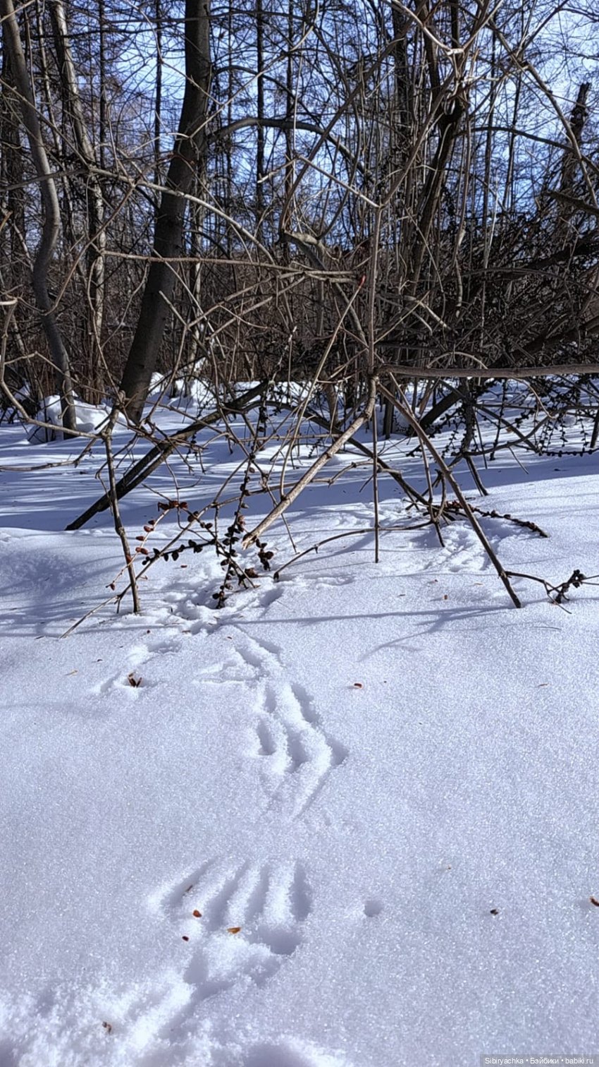 Юляшка и кот Сеня гуляют в лесу