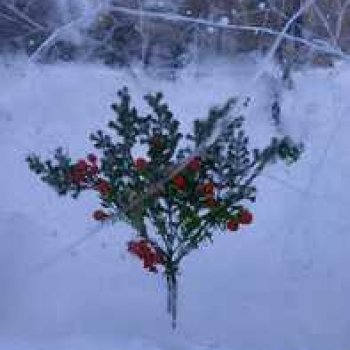 Ледяная красота.