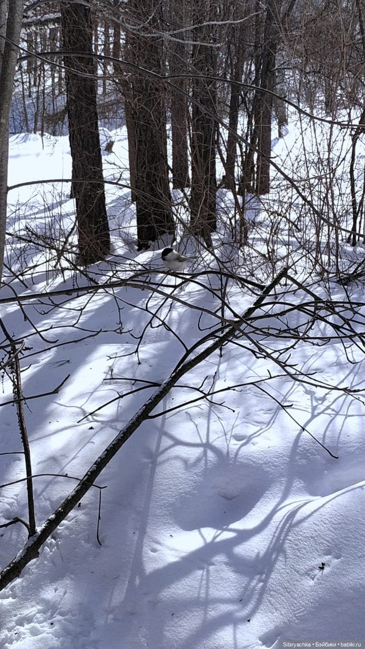 Мартовская прогулка Веты. Ч. II (фото 5)