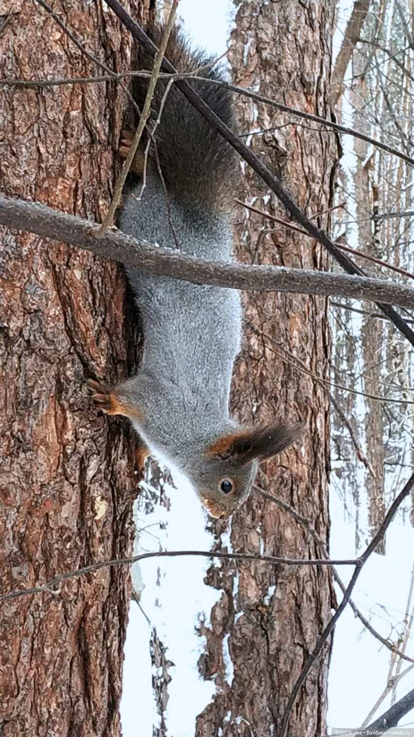 Лыжная прогулка Веты — Советские винтажные куклы (СССР): Ленигрушка