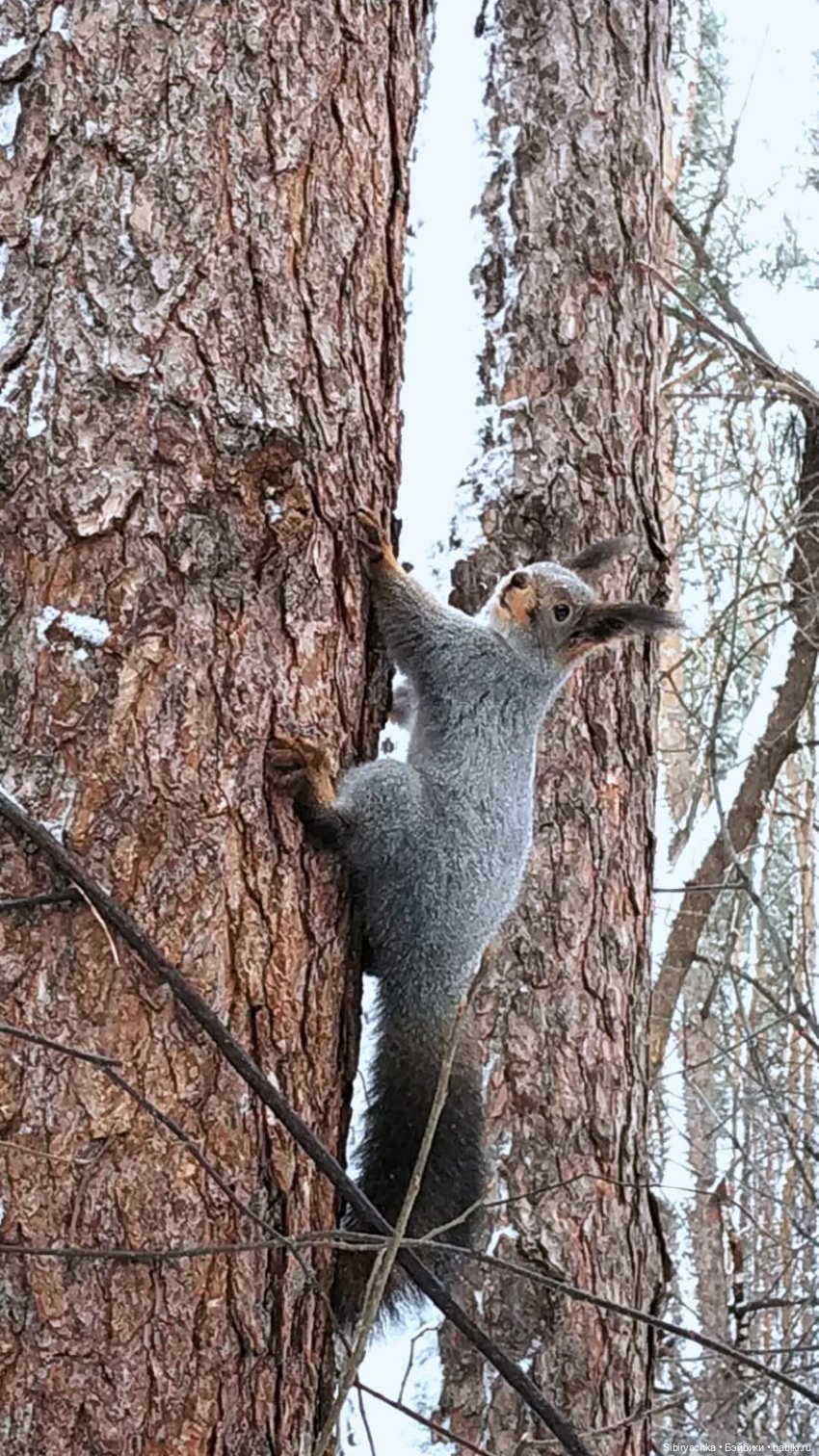 Лыжная прогулка Веты — Советские винтажные куклы (СССР): Ленигрушка