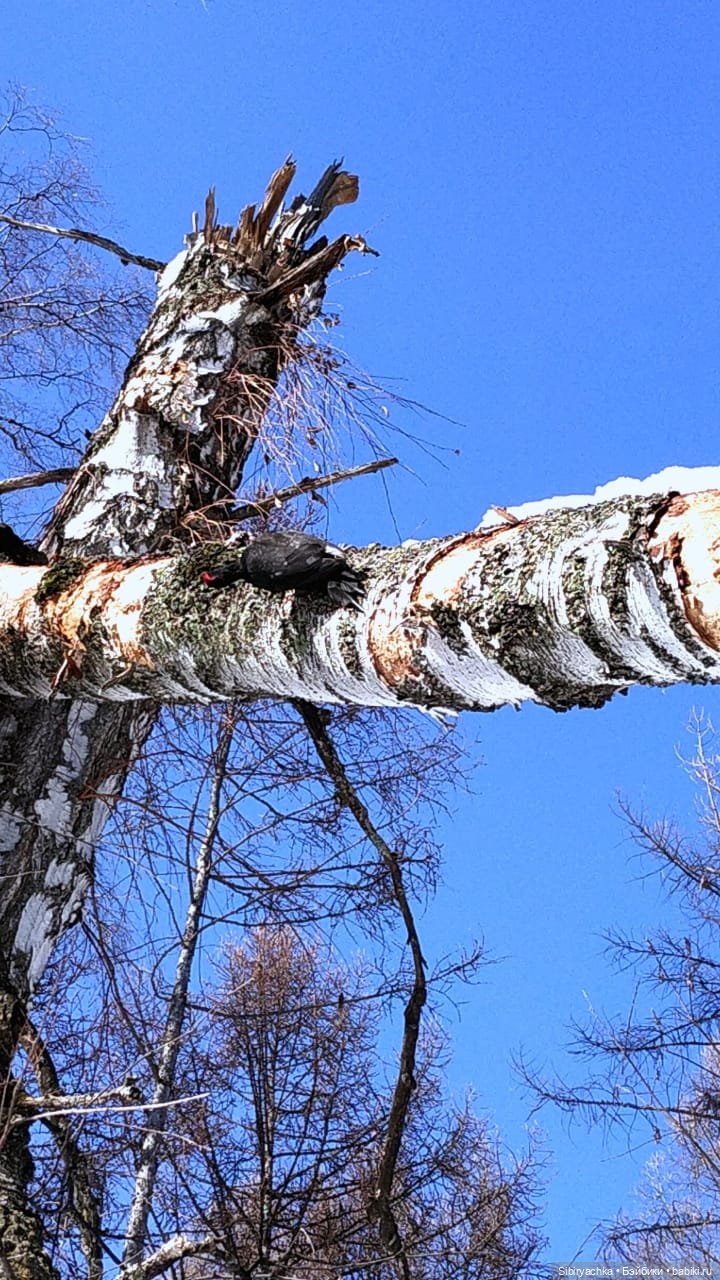 Лягушата Ква и Квак радуются приходу весны. Ч. II (фото 2)
