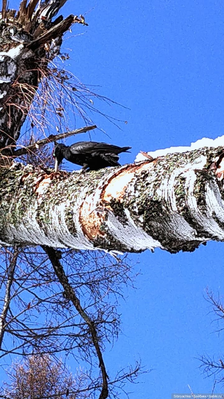 Лягушата Ква и Квак радуются приходу весны. Ч. II (фото 3)