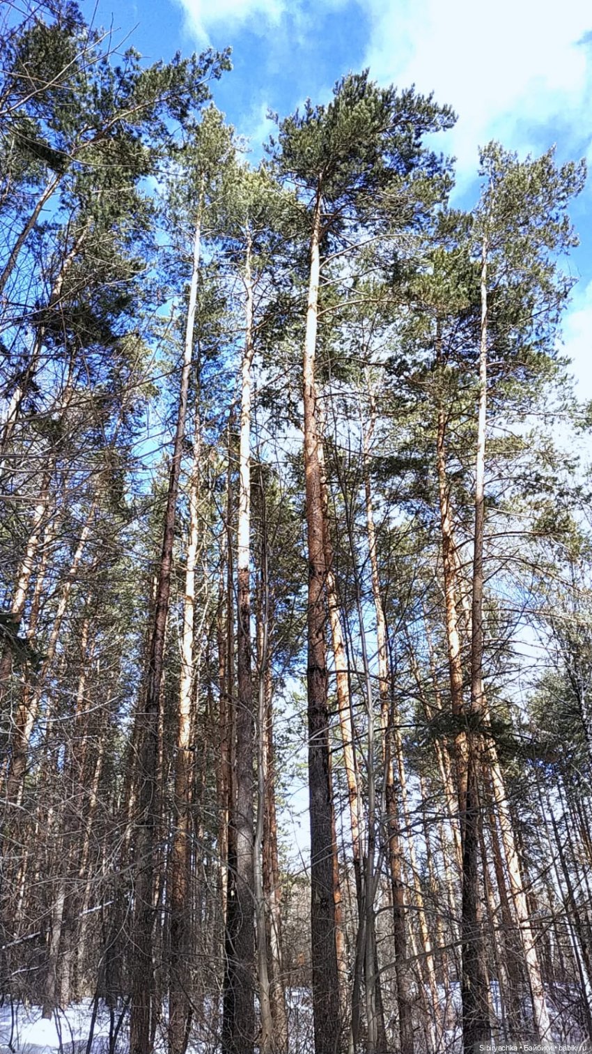 История о том, как Юляшка и Марьяшка в лесу гуляли (фото 4)