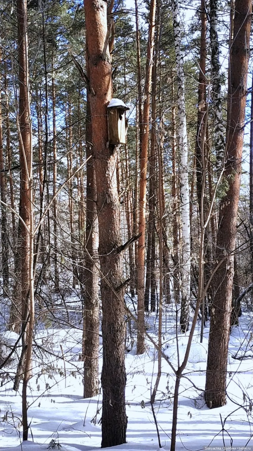 История о том, как Юляшка и Марьяшка в лесу гуляли (фото 5)