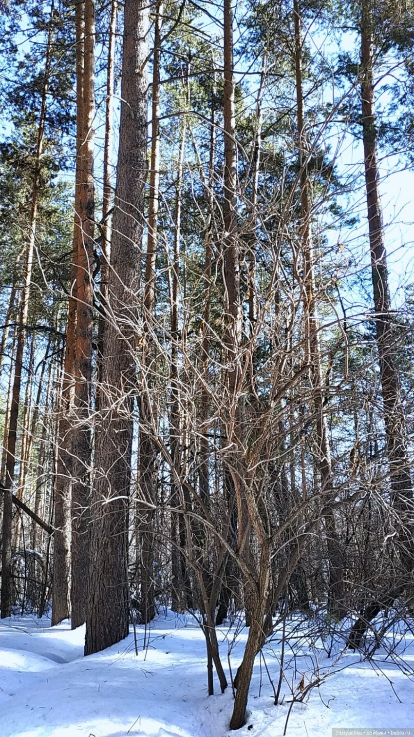 История о том, как Юляшка, Дружок и верблюжонок Том гуляли в лесу (фото 4)