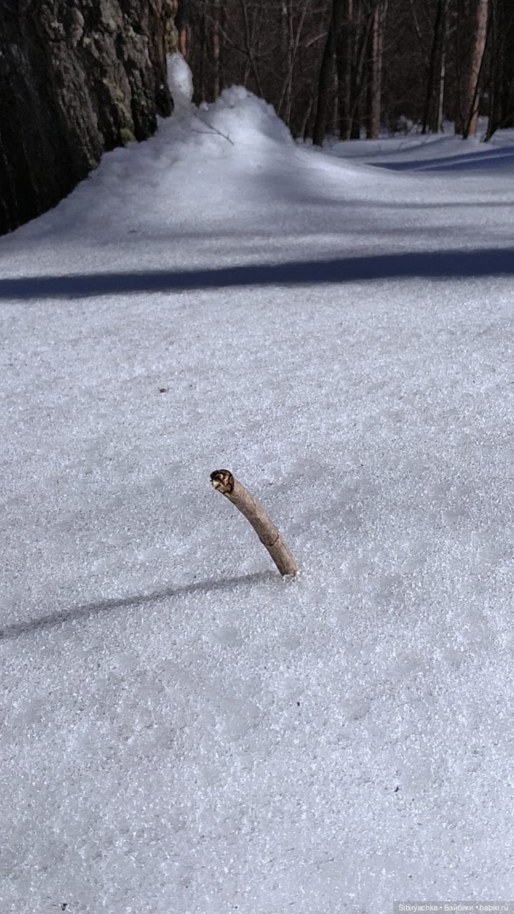 История о том, как Юляшка, Дружок и верблюжонок Том гуляли в лесу