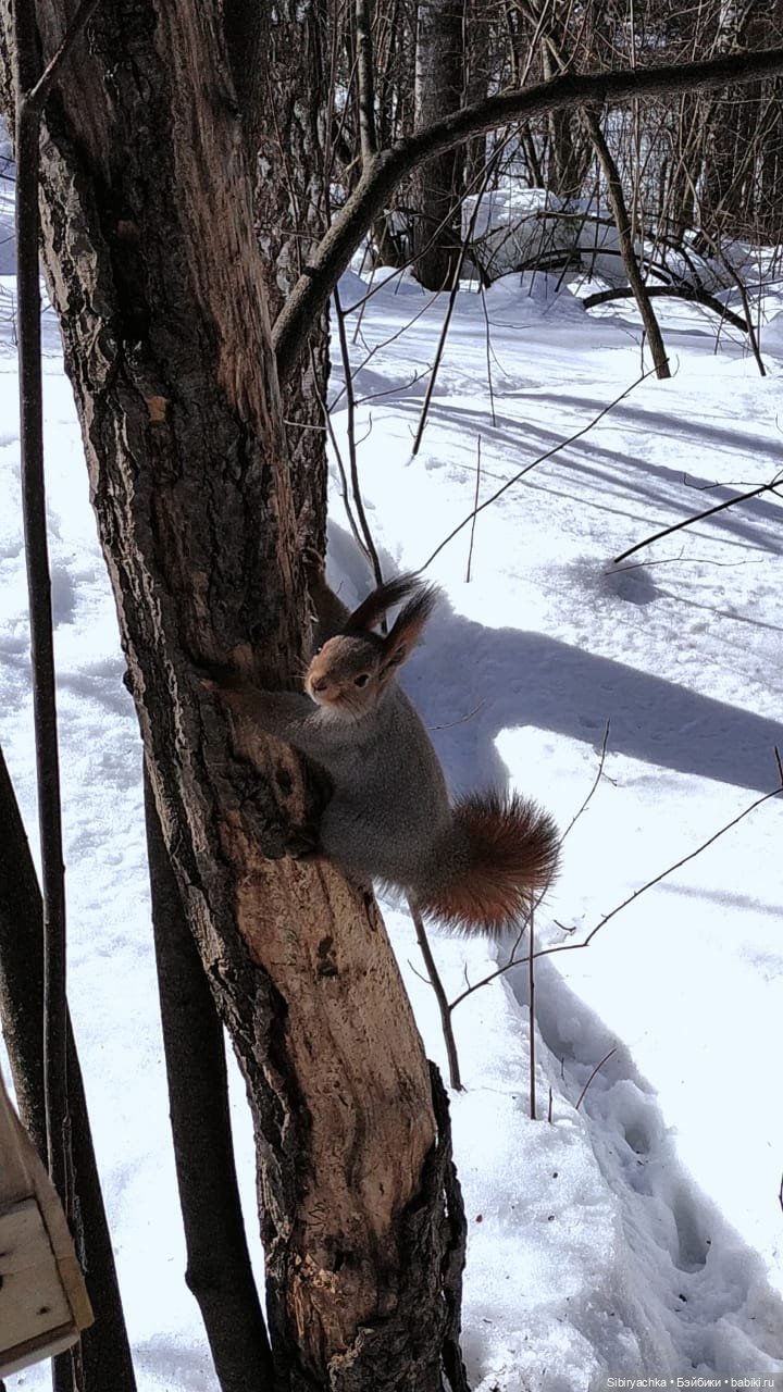 История о том, как Юляшка, Дружок и верблюжонок Том гуляли в лесу