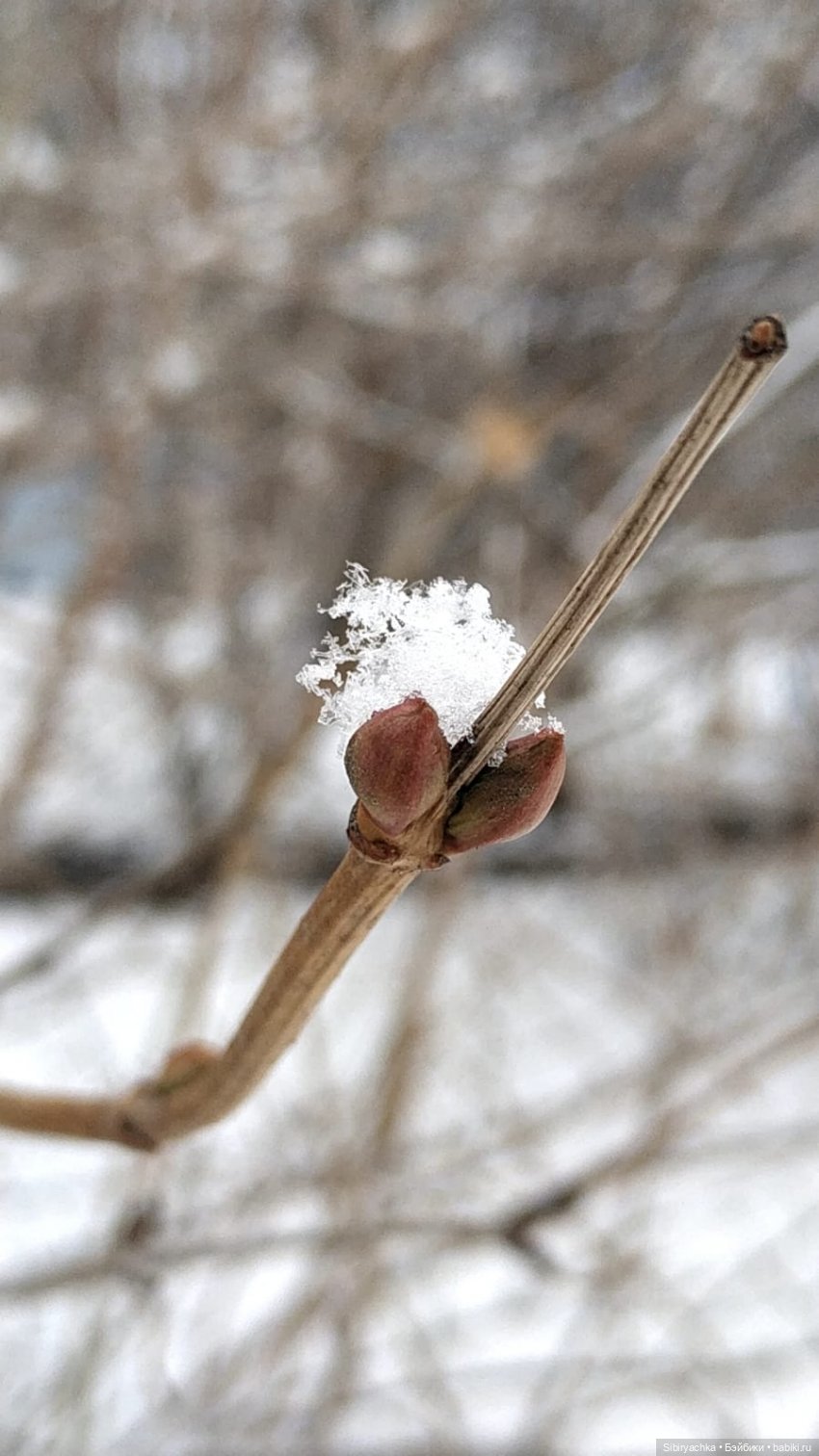 Зима недаром злится, прошла её пора