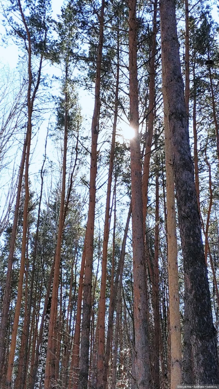 История о том, как Юляшка, Дружок и верблюжонок Том гуляли в лесу