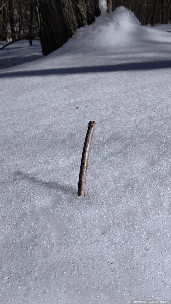 История о том, как Юляшка, Дружок и верблюжонок Том гуляли в лесу