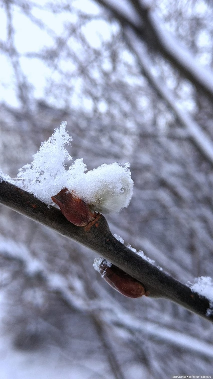Зима недаром злится, прошла её пора