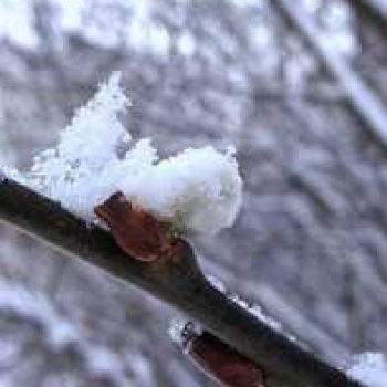 Зима недаром злится, прошла её пора.