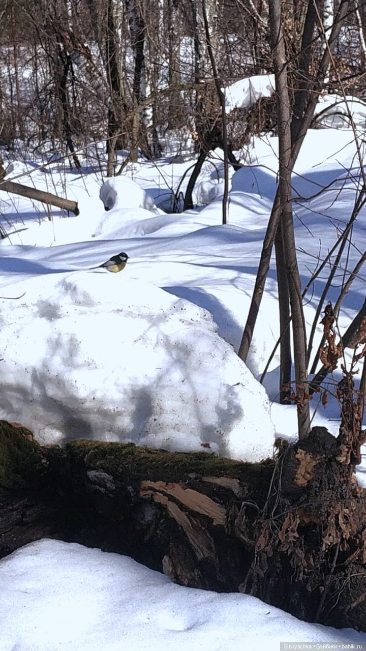 Зимние забавы Юляшки в весеннем лесу