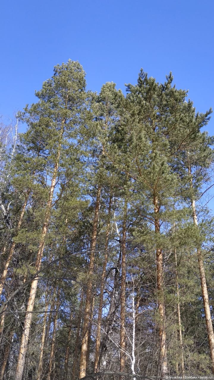 Сибирский лес в последний день марта. Ч. II