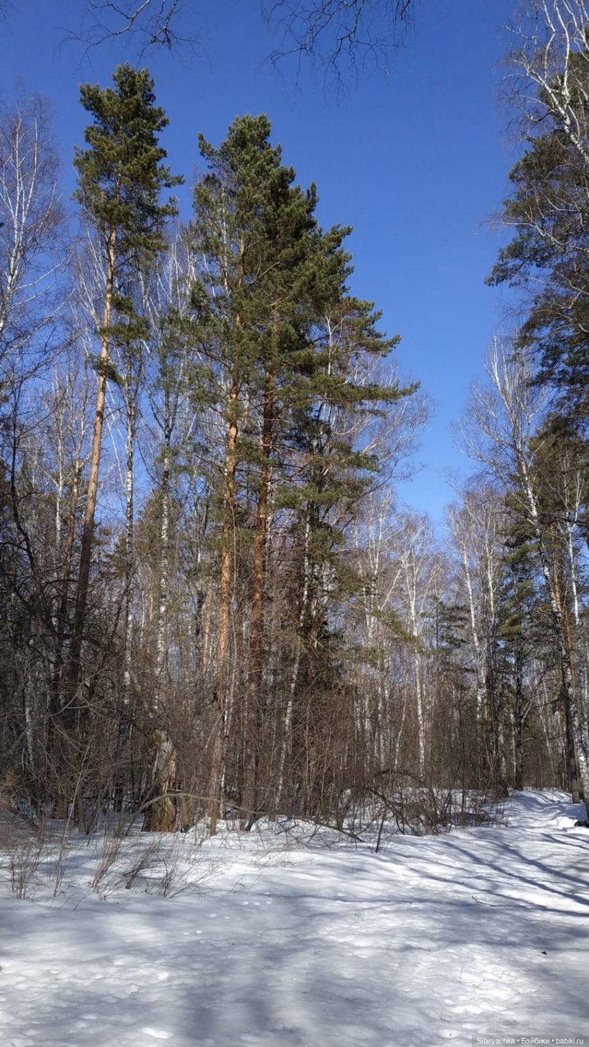 Сибирский лес в последний день марта. Ч. II (фото 10)