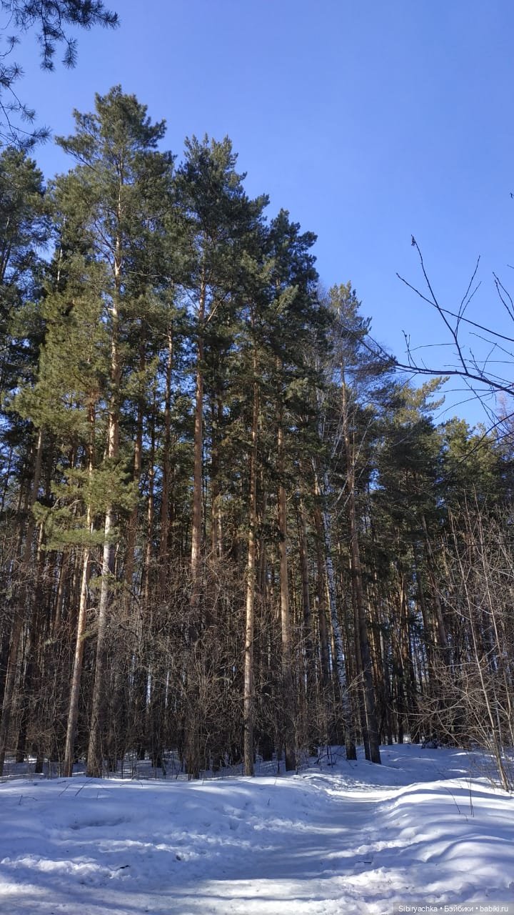 Сибирский лес в последний день марта. Ч. II