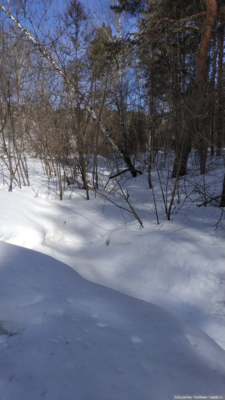 Сибирский лес в последний день марта. Ч. I (фото 8)