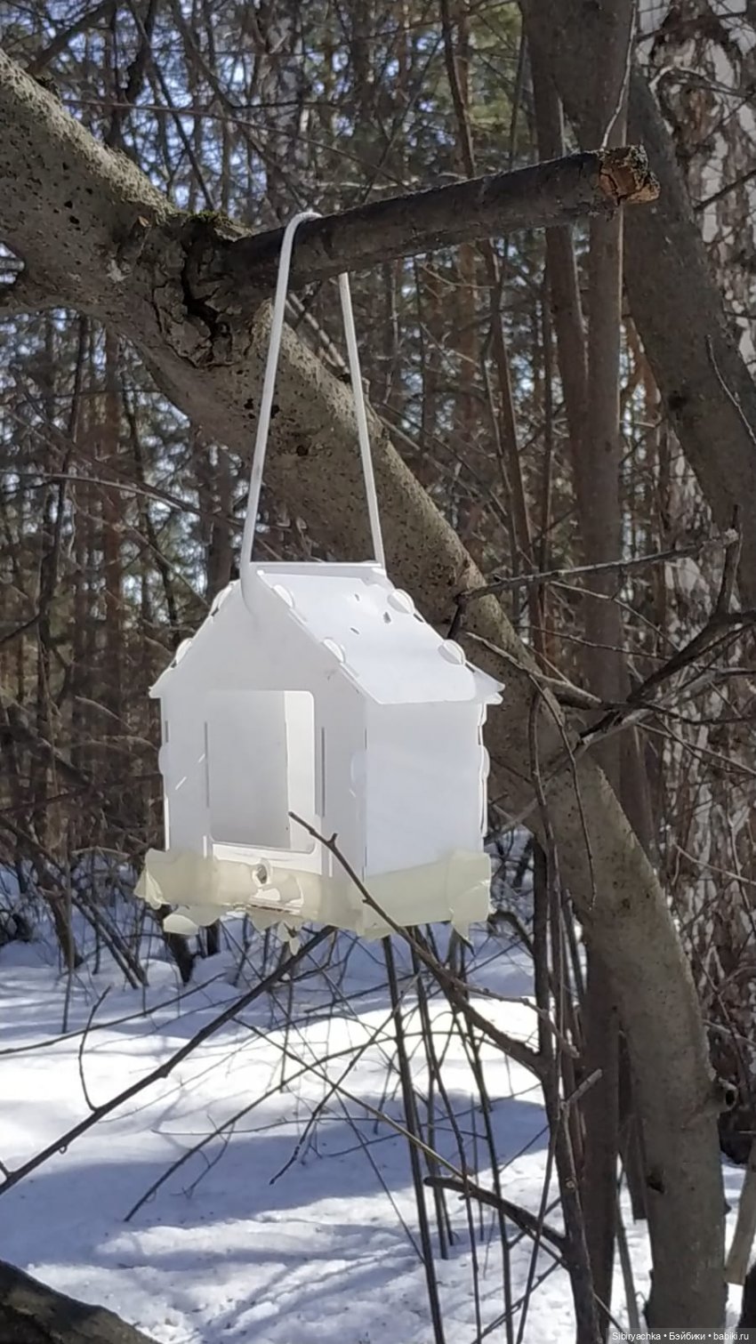 Сибирский лес в последний день марта. Ч. II