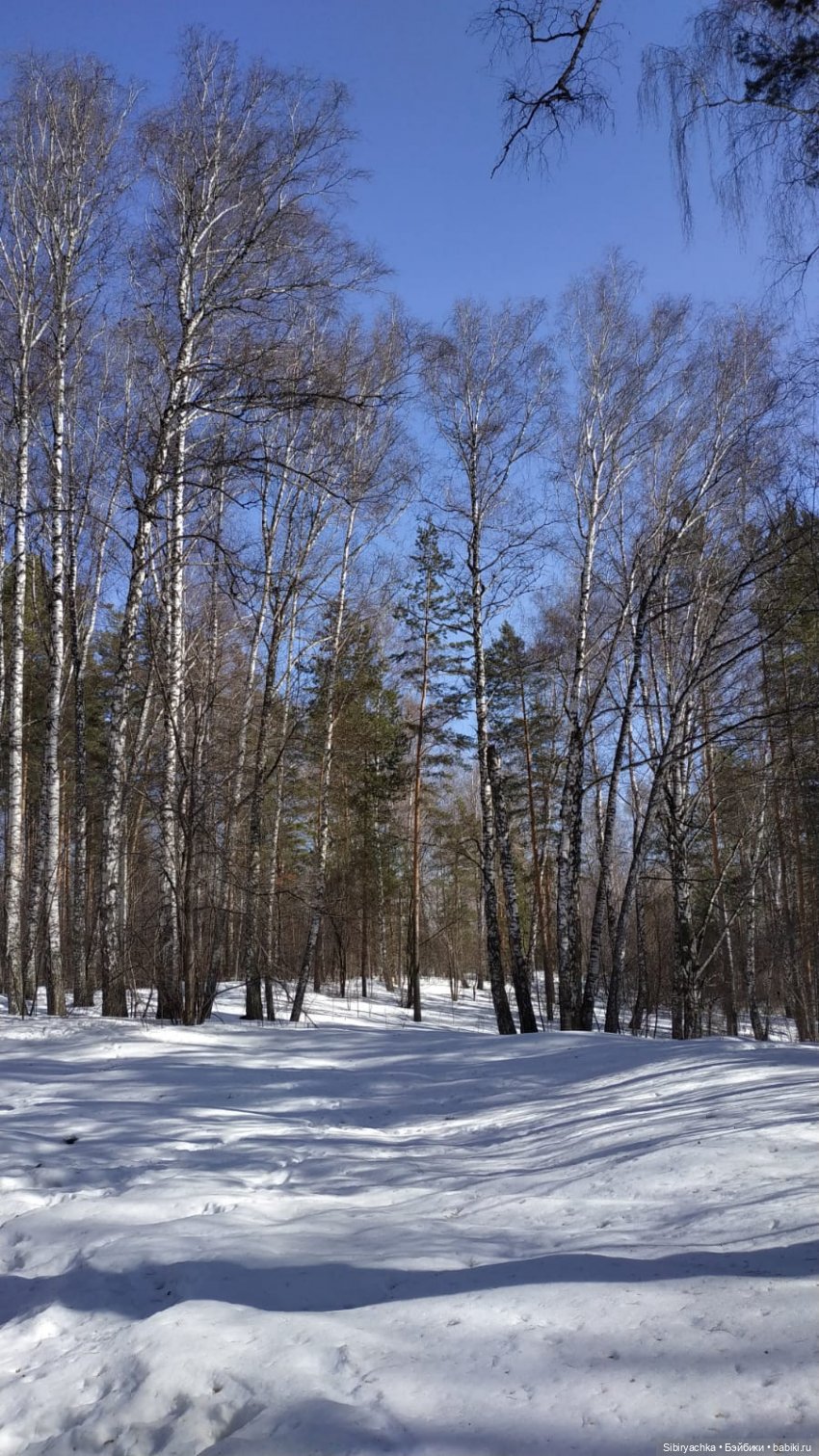 Сибирский лес в последний день марта. Ч. II