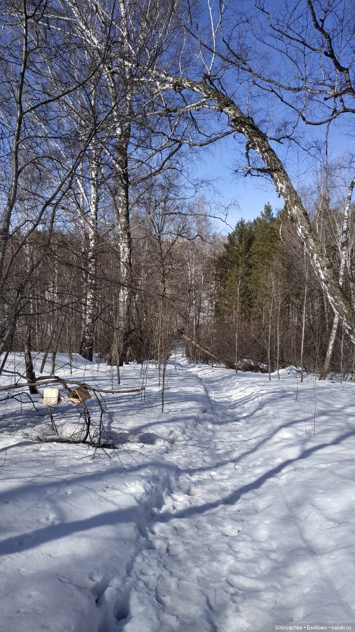 Сибирский лес в последний день марта. Ч. II (фото 4)