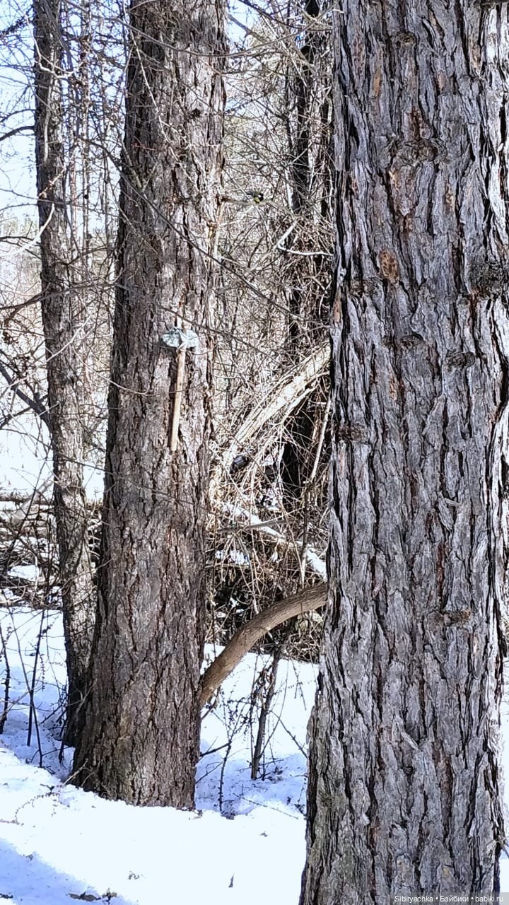 Сибирский лес в последний день марта. Ч. I (фото 6)