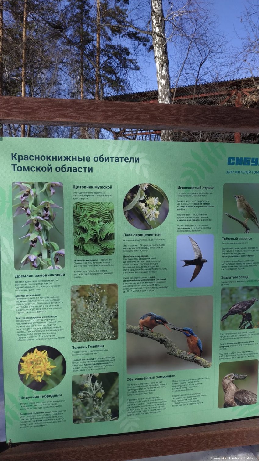 Сибирский лес в последний день марта. Ч. II